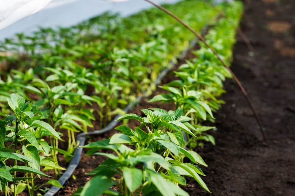 greenhouse with pepper plant and drip irrigation - selective focus